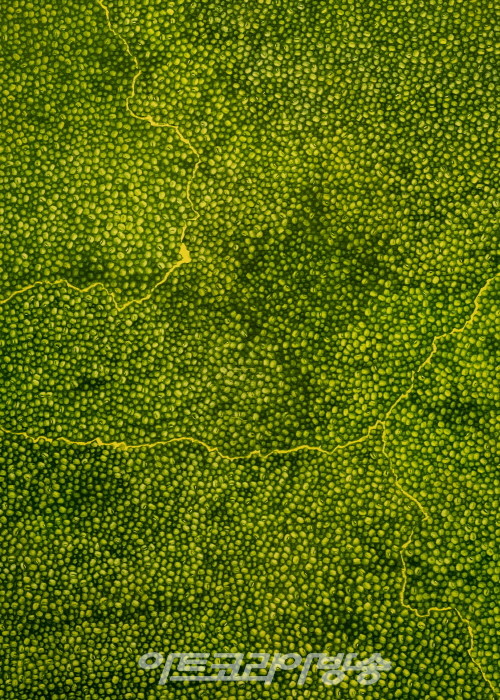 정정엽-그린빈 풍경