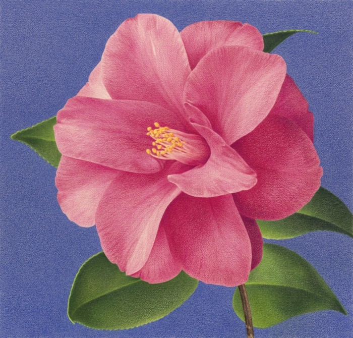 Garden, 2021, colored pencil on paper, 24 × 25 inches, 61 × 63.5 cm; 30½ × 31½ inches, 77.5 × 80 cm (framed)