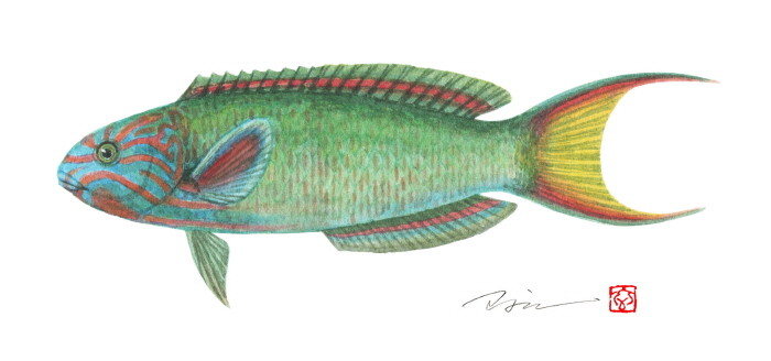조광현 세밀화전 '한국의 물고기'