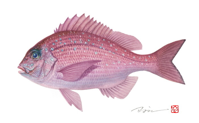 조광현 세밀화전 '한국의 물고기'