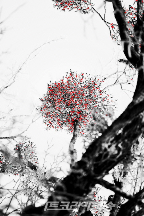 제9회 정상기 사진전 '한라산 붉은 겨우살이'