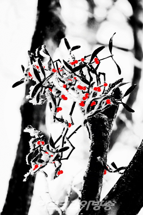 제9회 정상기 사진전 '한라산 붉은 겨우살이'