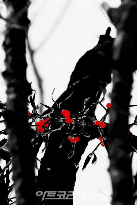 제9회 정상기 사진전 '한라산 붉은 겨우살이'