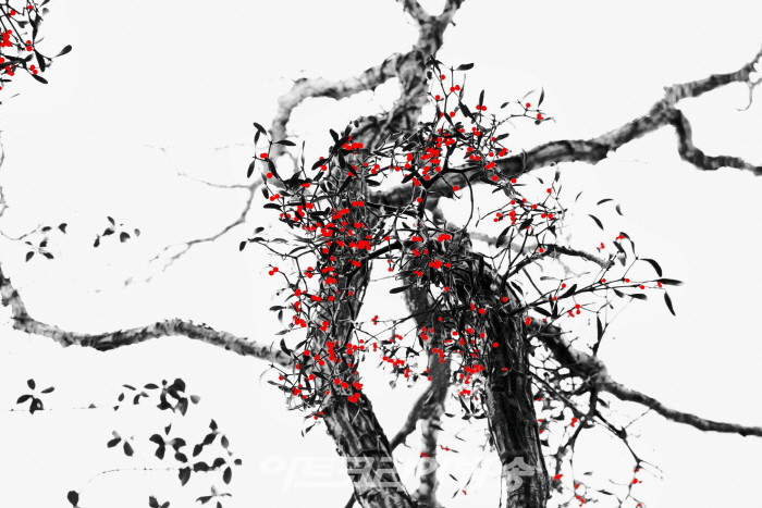 제9회 정상기 사진전 '한라산 붉은 겨우살이'