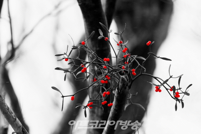 제9회 정상기 사진전 '한라산 붉은 겨우살이'