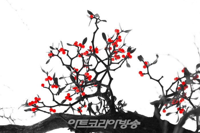 제9회 정상기 사진전 '한라산 붉은 겨우살이'