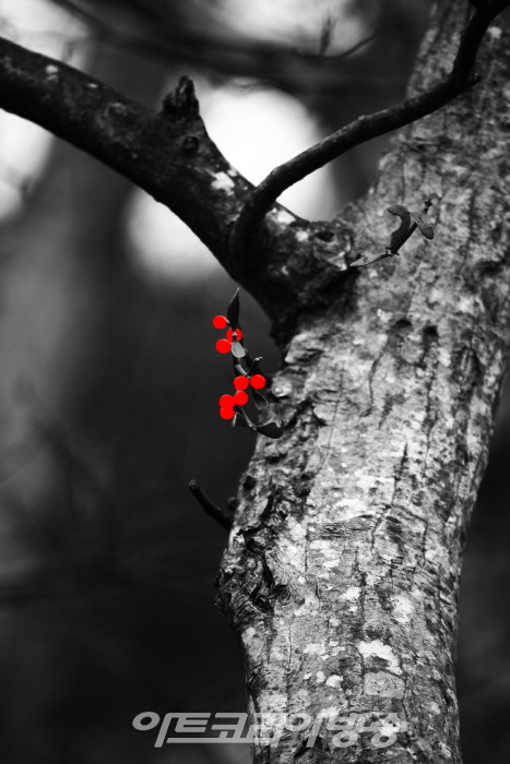 제9회 정상기 사진전 '한라산 붉은 겨우살이'