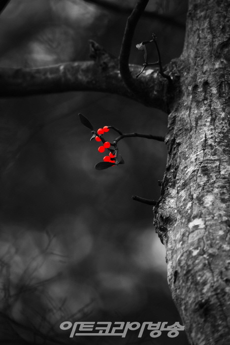 제9회 정상기 사진전 '한라산 붉은 겨우살이'