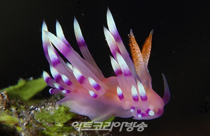 장재연 사진전 '800번의 귀향'