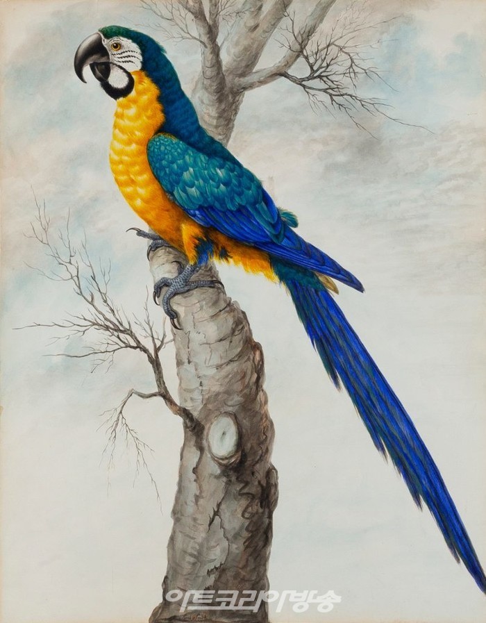 사라 스톤, 파란색과 노란색 잉꼬 . Karen Taylor Fine Art의 의례.