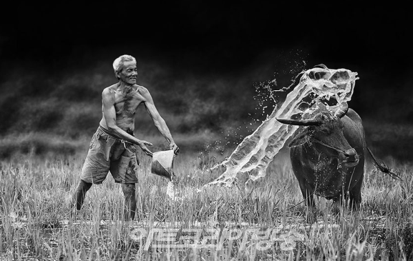 Herman Damar(인도네시아) 의 작품