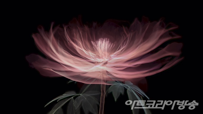 에이스트릭트_모란도_2021_2채널 비디오설치/ 사진 = 수원시립미술관