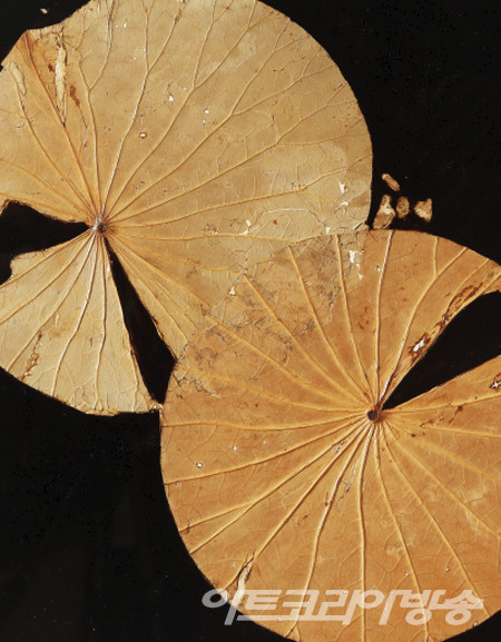 Nature in Food - 연잎밥의 연잎_61x61xD3cm_연잎밥의 연잎, 차와커피물_2022 / 김순임作