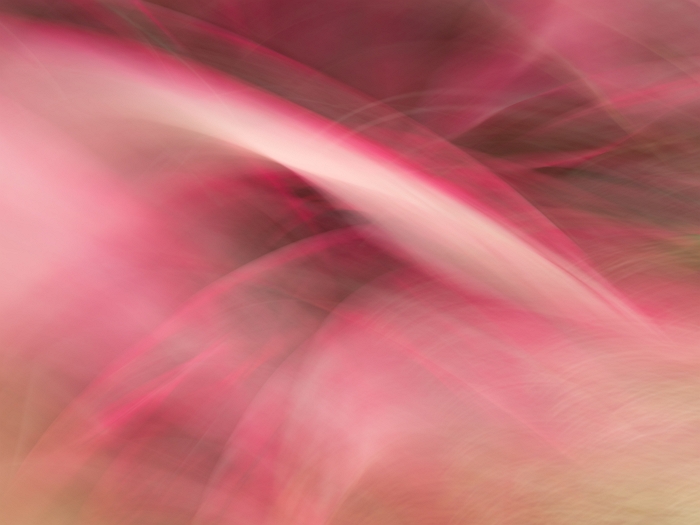  Red lily_corning golilla glass_ 160x120cm 2019