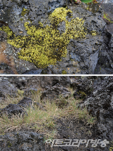 김자이 作_휴식의 기술-lichen 1,2_디지털 프린트_60x90cm_2023