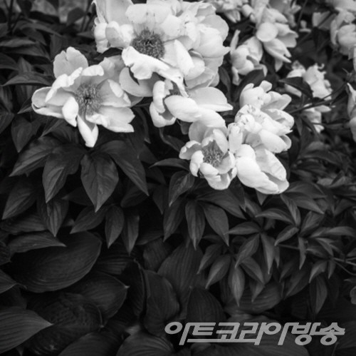 안웅철 作 _ Are you going with me?