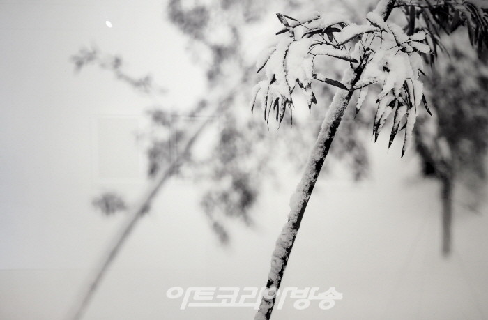 원춘호 흑백사진전 '죽림설화-竹林說話’