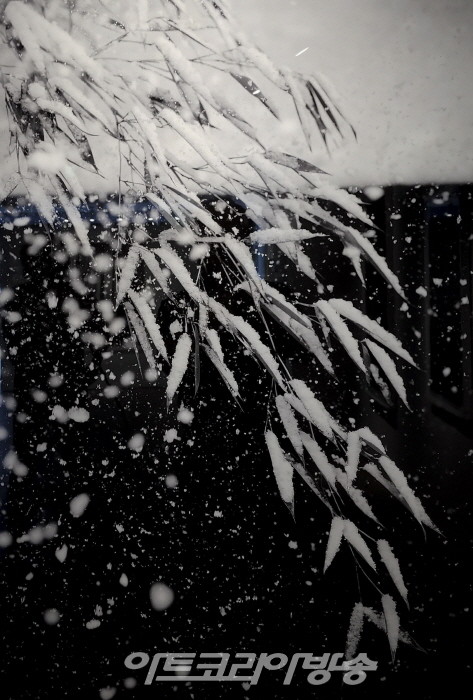 원춘호 흑백사진전 '죽림설화-竹林說話’