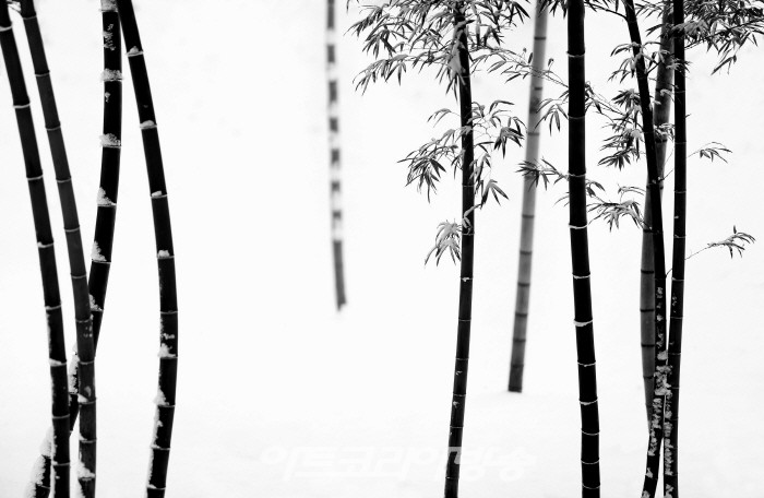 원춘호 흑백사진전 '죽림설화-竹林說話’