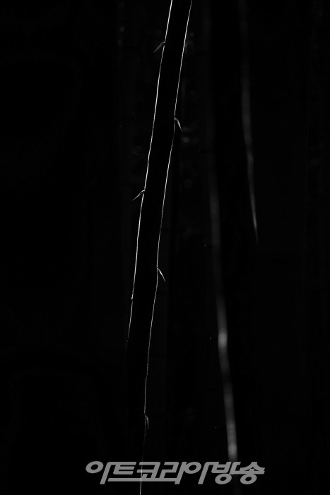 원춘호 흑백사진전 '죽림설화-竹林說話’