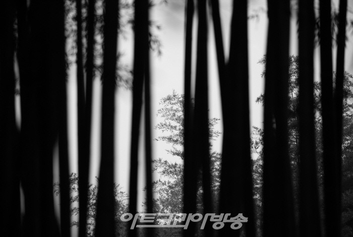 원춘호 흑백사진전 '죽림설화-竹林說話’