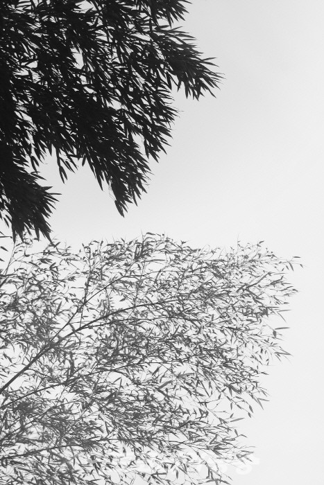 원춘호 흑백사진전 '죽림설화-竹林說話’