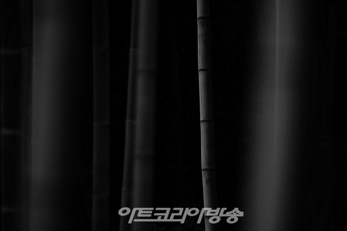 원춘호 흑백사진전 '죽림설화-竹林說話’