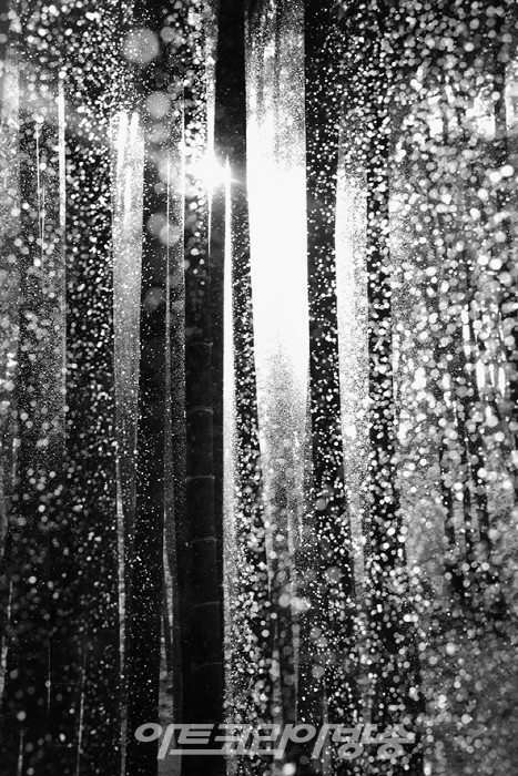 원춘호 흑백사진전 '죽림설화-竹林說話’