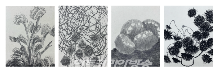 _검은꽃_시리즈, 2022, 장지에 연필, 오일파스텔, 각 25.8x17.9cm