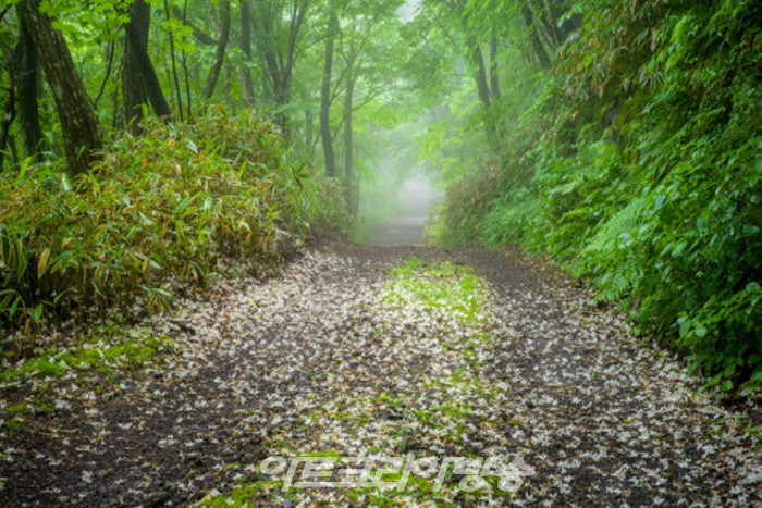 참여작가_유수찬_숲에서 길을 묻다