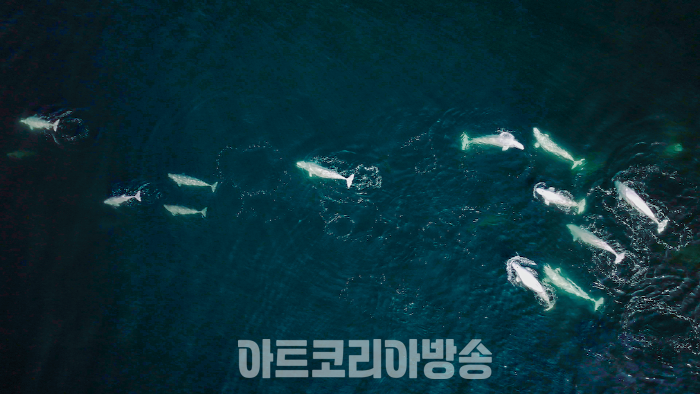 Beluga whale PHOTO © SBS All rights reserved.