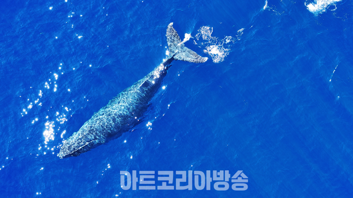 Humpback Whale PHOTO © SBS All rights reserved.
