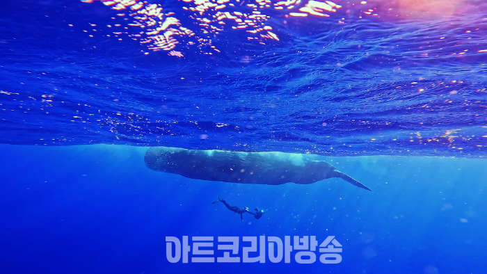 Sperm Whale_heaven PHOTO © SBS All rights reserved.