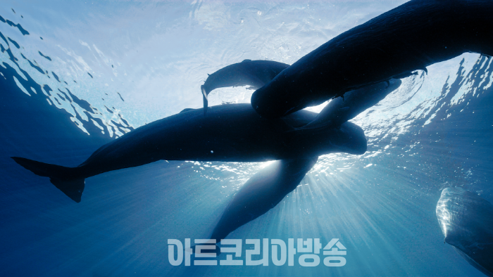 Sperm Whale_heaven PHOTO © SBS All rights reserved.