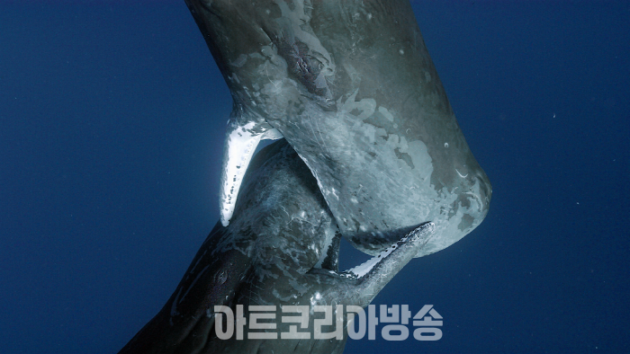 Sperm Whale_Kiss PHOTO © SBS All rights reserved.
