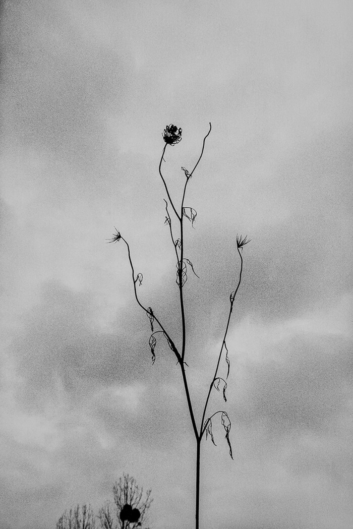 sFADE AWAY  - CK CHUNG