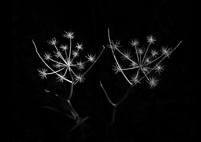 sNIGHT GLOWS - CK CHUNG