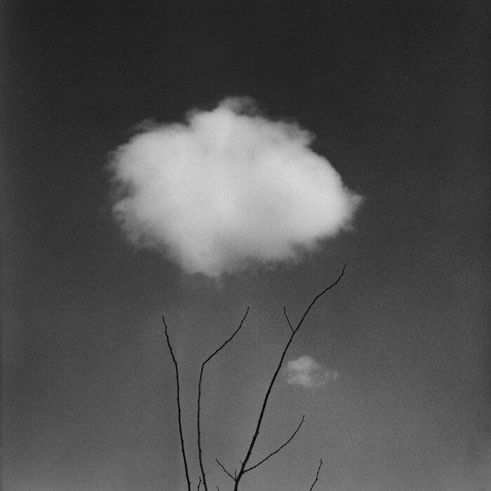 sCLOUD BLOSSOM - CK CHUNG