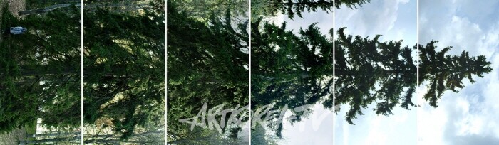 에이샤-리사 아틸라, ‹수평-바카수오라›(2011)