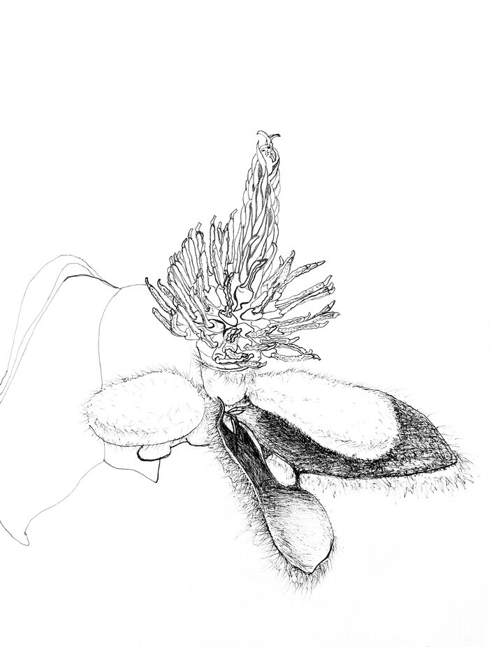 김진주, 마로니에 식물_백목련_열매가 되기 전에..., 2023, 종이에 펜, 51× 35.5cm 제공 예술의전당