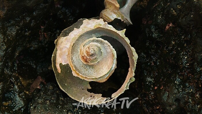 제인 진 카이젠, ‹어귀›(2024)