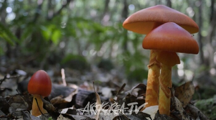 박선민, 버섯의 건축, 2019-사진 서울시립미술관