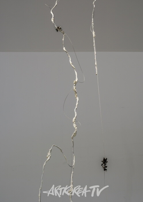 구나_그레이프강줄기아래아이보리낮잠_2024