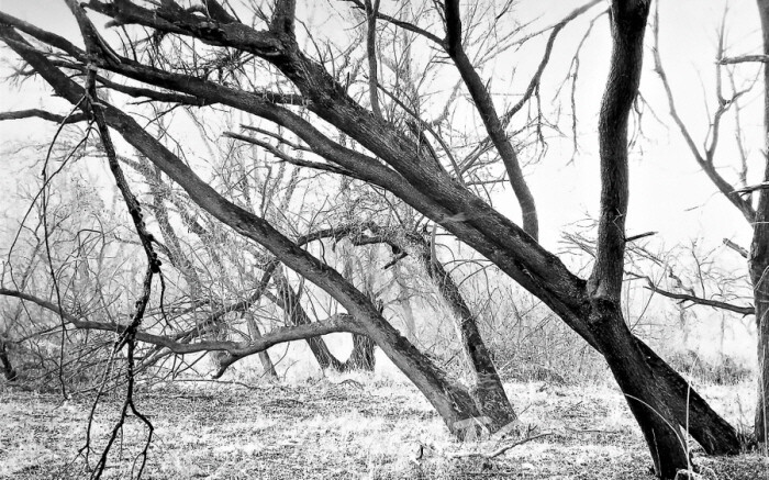 갤러리몸 합정, 원연수 작가 '울지 않는 나무-길, 숲, 바람 그리고 샘'