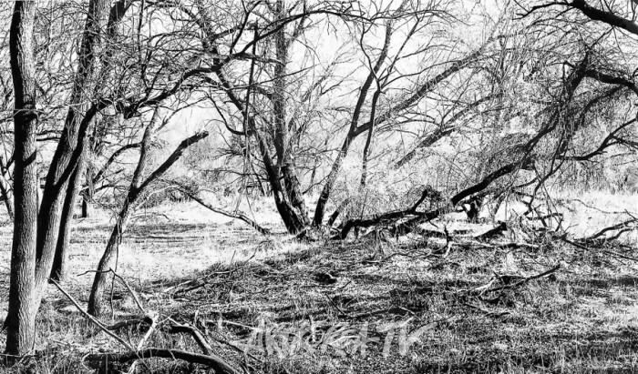 갤러리몸 합정, 원연수 작가 '울지 않는 나무-길, 숲, 바람 그리고 샘'