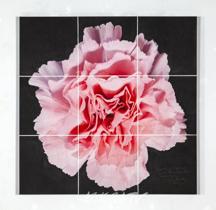 waitingspringwithcarnation2025013001