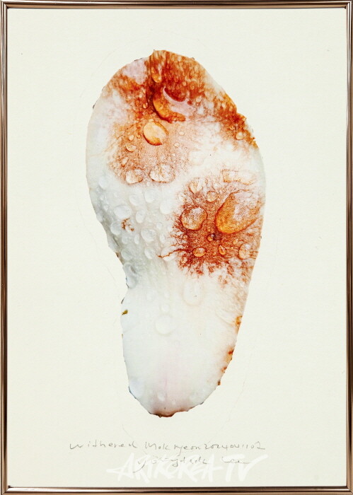 witheredmokryeon2024041102