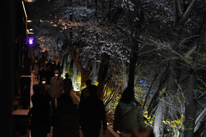 '양재천 벚꽃 등(燈)축제' 제공 서초문화원