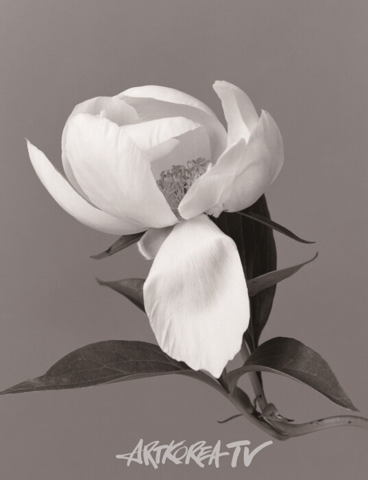 M040545_Catarina, gelatin silver print, 31.3×23.6㎝, 7-1 사진 토포하우스