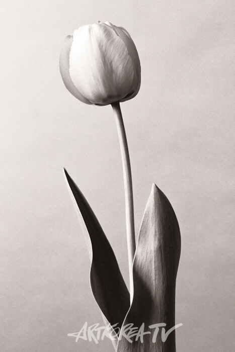 M052769_breeze, gelatin silver print, 33.2×22.3㎝, 7-1